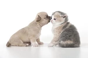 DOG & CAT - Chihuahua puppy sitting nose to nose