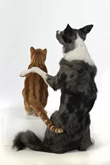 Images Dated 20th July 2020: DOG & CAT, Collie x dog sitting with paw over ginger cat, studio, cute