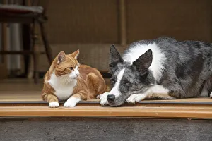 DOG & CAT, Collie x and ginger cat , sitting together looking out froma garden room DOG & CAT, Collie x and ginger cat , sitting together looking out froma garden room