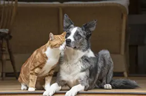 DOG & CAT, Collie x and ginger cat, sitting together looking out froma garden room