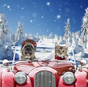 Dog & Cat - driving car through winter snow scene