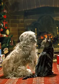 Dog & Cat - in front of fire at Christmas