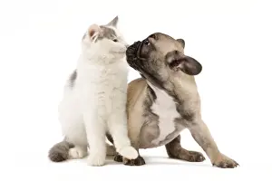 Dog & Cat - French Bulldog puppy in studio with kitten