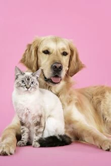Dog and Cat - Golden Retriever and cat