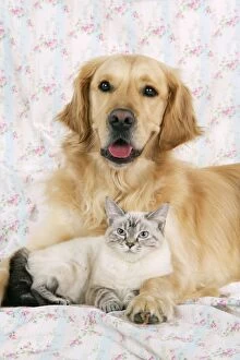 Dog and Cat - Golden Retriever and cat lying down
