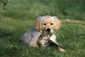 2 Gallery: Dog and Cat - Golden Retriever puppy and tabby