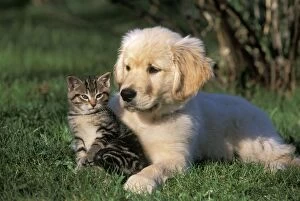2 Gallery: Dog & Cat - Golden Retriever puppy and taby Kitten Dog & Cat - Golden Retriever puppy