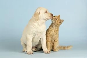 Dog and Cat - kitten kissing puppy