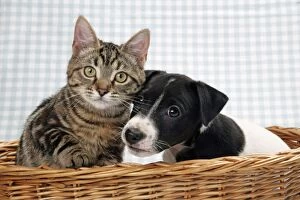 Images Dated 3rd January 2007: Dog and Cat - Kitten and puppy in basket
