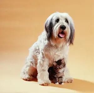 Shaggy Prints: Dog & Cat Kitten sitting between Dogs legs