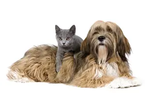 Dog & Cat - Lhasa Apso in studio with Chartreux kitten
