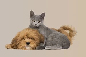 Images Dated 25th March 2011: Dog & Cat - Lhassa Apso puppy with Chartreux Kitten Dog & Cat - Lhassa Apso puppy with Chartreux