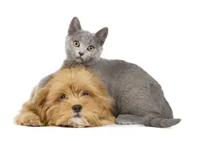 Dog & Cat - Lhassa Apso puppy with Chartreux Kitten in studio