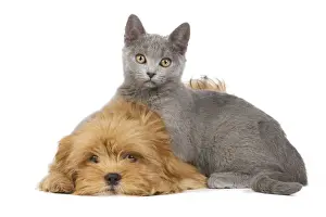 Dog & Cat - Lhassa Apso puppy with Chartreux Kitten in studio