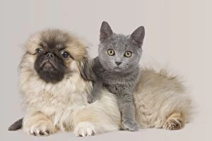 Images Dated 25th March 2011: Dog & Cat - Pekingese puppy in studio with Chartreux kitten Dog & Cat - Pekingese puppy in studio