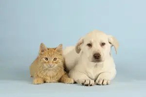 Dog and Cat - Puppy & Kitten lying down together
