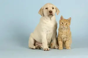 Dog and Cat - Puppy & Kitten sitting down together