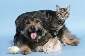 Dog Cat Rabbit & Chick