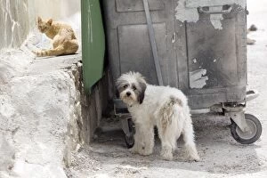 Images Dated 8th April 2012: Dog - with Cat - Stray