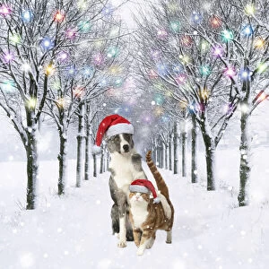Avenue Gallery: Dog and Cat wearing Christmas hats in tree-lined