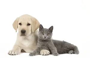 Dog and Cat - Yellow Labrador puppy with Chartreux kitten