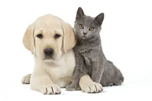 Dog and Cat - Yellow Labrador puppy with Chartreux kitten