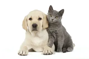Dog and Cat - Yellow Labrador puppy with Chartreux kitten