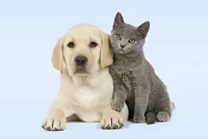 Images Dated 25th March 2011: Dog and Cat - Yellow Labrador puppy with Chartreux kitten