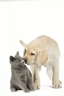 Affectionate Gallery: Dog and Cat - Yellow Labrador puppy with Chartreux kitten