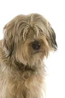 Dog - Catalan Sheepdog in studio