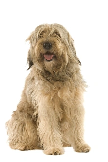 Dog - Catalan Sheepdog in studio