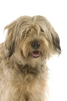 Dog - Catalan Sheepdog in studio