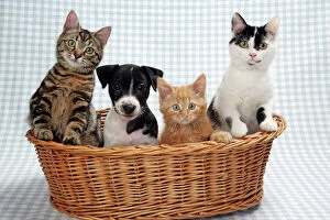 Dog and Cats - Three kittens and a puppy sitting in basket