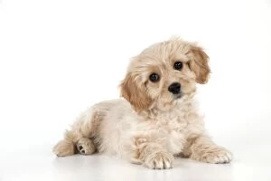 Images Dated 4th February 2014: Dog - Cavachon (Cavalier x Bichon Frise) 10 week old puppy