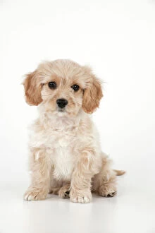 7 Gallery: Dog - Cavachon (Cavalier x Bichon Frise) 10 week old puppy