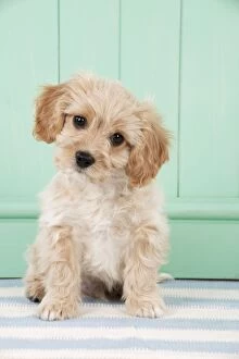 Images Dated 4th February 2014: Dog - Cavachon (Cavalier x Bichon Frise) 10 week old puppy