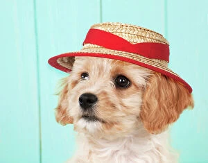 Hats Gallery: DOG - Cavachon (Cavarier x Bichon Frise ) puppy