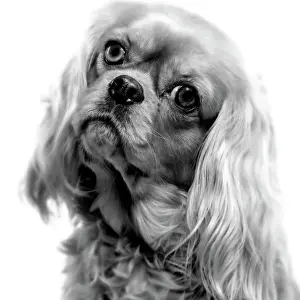 Staring Prints: Dog - Cavalier King Charles - close-up of face. Black and White