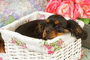 Dog - Cavalier King Charles puppy lying in basket