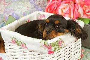 Images Dated 9th September 2007: Dog - Cavalier King Charles puppy lying in basket