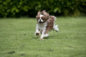 DOG - Cavalier King Charles running in garden