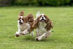 Lawns Prints: DOG - Cavalier King Charles running in garden