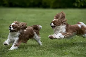 DOG - Cavalier King Charles running in garden