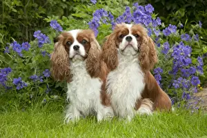 Lawns Prints: DOG - Cavalier king charles sitting together in garden