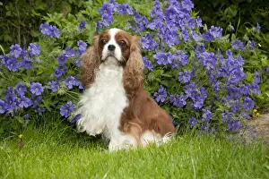 DOG - Cavalier king charles sitting in garden