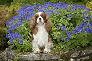 DOG - Cavalier king charles sitting in garden