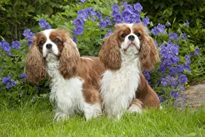 DOG - Cavalier King Charles sitting together in garden DOG - Cavalier King Charles sitting together in garden