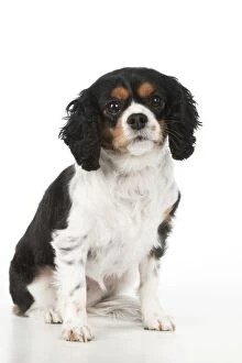 Images Dated 22nd January 2012: DOG - Cavalier king charles spaniel