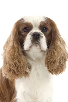 Dog - Cavalier King Charles Spaniel