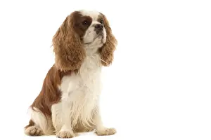 Dog - Cavalier King Charles Spaniel